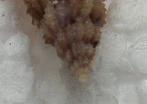 raphitoma sp.